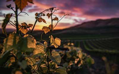 Explora las Bodegas de Alicante: Un Viaje enológico desde Mas Fontanelles